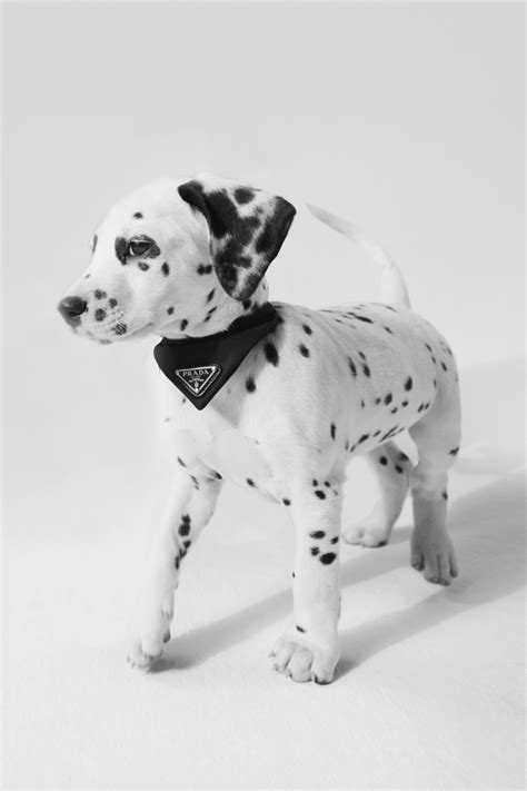 prada hund|Prada animal accessories.